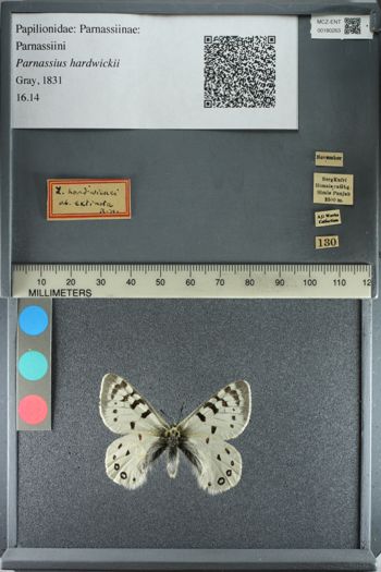 Media type: image;   Entomology 180263